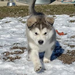 Alaskan Malamute Puppies from Fawn River Malamutes