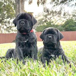 Mastiffs from Beauclerc Mastiffs