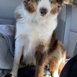 Miniature Australian Shepherds from Horsecreek Kennels