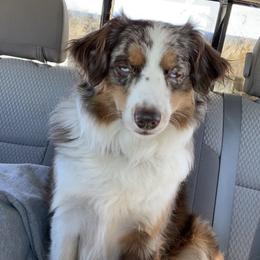 Miniature Australian Shepherds from Horsecreek Kennels