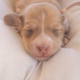 Coco - Cream female Dachshund puppy in Mesa, Arizona from Dach Army formerly 8 Dach Army