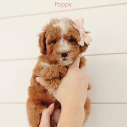 Poppy - Red  female Goldendoodle puppy in Rio Linda, California from GoldendoodlePaw