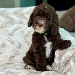 Macchiato - male Australian Labradoodle puppy in Clovis, California from Delta Doodless