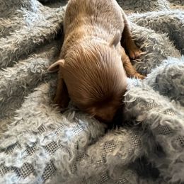 Chihuahua Puppies from Hawk's Eye Homestead