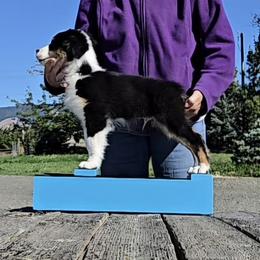 Boy 2 - Black tri-color male Australian Shepherd puppy in Ellensburg, Washington from CTC Aussies
