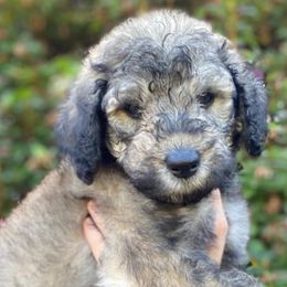 Goldendoodle and Poodle Puppies from Bama Bred Doodles