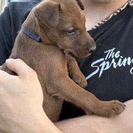 Irish Terrier and Scottish Terrier Puppies from Avonlea Terriers