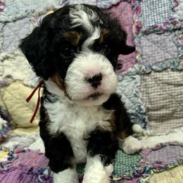 Blaze - Tri-color male Bernedoodle puppy in Janesville, Wisconsin from Zakadoodles