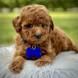 Shishito - Red  male Poodle puppy in Palm Beach County, Florida from Benji’s Cockapoos