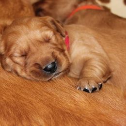 Golden Retriever Puppies from Saturday Night Golden Retrievers