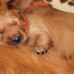 Golden Retriever Puppies from Saturday Night Golden Retrievers