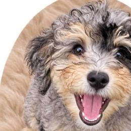 Pebbles - Lite Pink Collar - Blue merle female Bernedoodle puppy in Port Charlotte, Florida from Islands Wheatens and Poodles