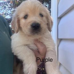Purple collar - Golden female Golden Retriever puppy in Jesup, Georgia from Painted Platinum Retrievers (Painted Platinum Kennel) PPK