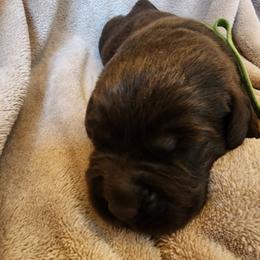 Lime Green - Chocolate male Labrador Retriever puppy in Siloam Springs, Arkansas from Karemy Kennels (Karemy Labradors)