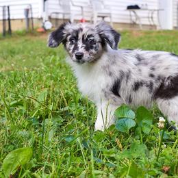 Enceladus - Blue merle female Australian Shepherd puppy in Noblesville, Indiana from Saturn’s Rising Collies & Aussies