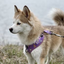 Lola - Pomsky