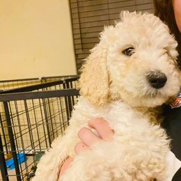 Poodle Puppies from Az Dandelion Doodles