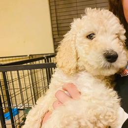 Poodle Puppies from Az Dandelion Doodles