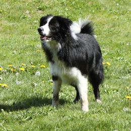 Ridge - Border Collie