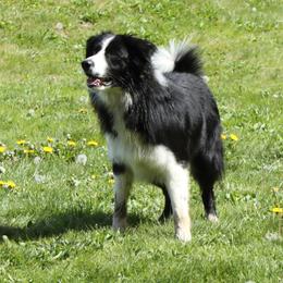 Ridge - Border Collie