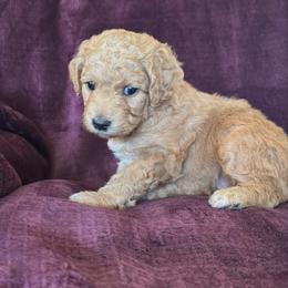 Sapphire - Red  female Goldendoodle puppy in Morriston, Florida from Florida's Joyful Goldendoodles