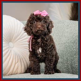 Daisy - Brown female Cockapoo puppy in Connersville, Indiana from Deaz Doodle Ranch