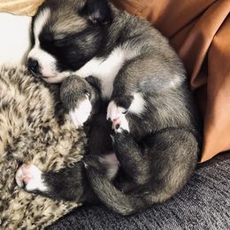 Pomsky Puppies from Aunt Bea’s Puppies