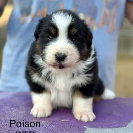 Poison - Black tri-color female Australian Shepherd puppy in Augusta, Georgia from Incendia Aussies & Dobies