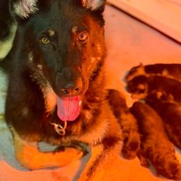 German Shepherd puppies from Pray Love Shepherd Kennels