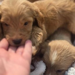 French Bulldog, Goldendoodle, and Mal-Shi Puppies from Courtney Nicole's Goldendoodles