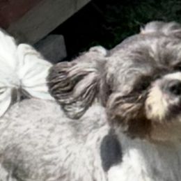 Shih Tzus from Pumpkin Patch Pups