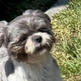 Shih Tzus from Pumpkin Patch Pups