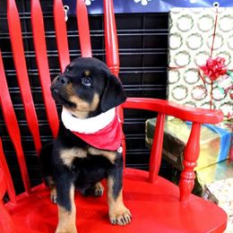 Rottweiler Puppies from Kaiser Haus Rottweilers