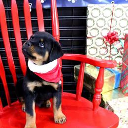 Rottweiler Puppies from Kaiser Haus Rottweilers
