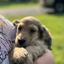 Dachshund and Pembroke Welsh Corgi Puppies from Three K Miniature Dachshunds