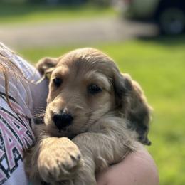 Dachshund and Pembroke Welsh Corgi Puppies from Three K Miniature Dachshunds