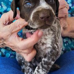 F - White and liver male German Shorthaired Pointer puppy in Glendive, Montana from Lazy Hearts Kennel