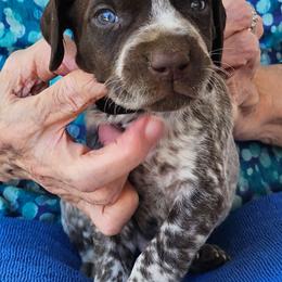 F - White and liver male German Shorthaired Pointer puppy in Glendive, Montana from Lazy Hearts Kennel