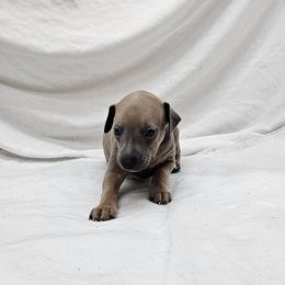 Oreo - Fawn male Italian Greyhound puppy in Newalla, Oklahoma from Heartland Iggys
