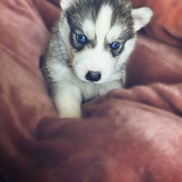 Echo - Gray and white Siberian Husky puppy in Columbia, South Carolina from Surge x Stormy’s Puppies