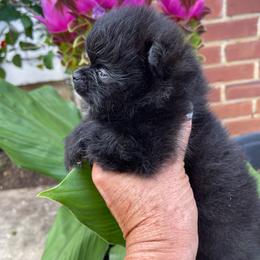 Girl 2 - Black female Pomeranian puppy in Avon Park, Florida from Mariska's Pomeranians