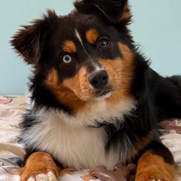 Bandit - Australian Shepherd