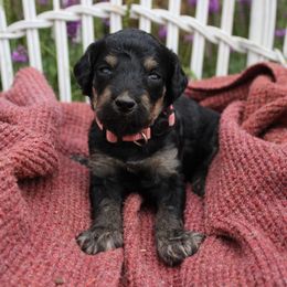 Light Pink Collar - Phantom female Poodle puppy in Pendleton, Oregon from Wilks Pups - Standard Poodles