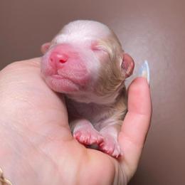 4 - Yellow and white female Bernedoodle puppy in Port Saint Lucie, Florida from Eastside Paws LLC