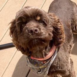 Jackson - Cocker Spaniel