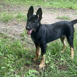 Kalli - Belgian Malinois