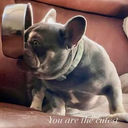 Pudge - French Bulldog