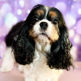 Hailey - Cavalier King Charles Spaniel