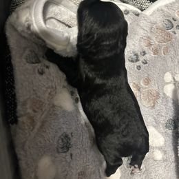 Puppy 4 - Black male Miniature Schnauzer puppy in Morehead, Kentucky from Stevens Mini Schnauzers
