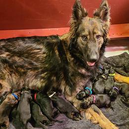 German Shepherd Puppies from Von Holtzapple German shepherds